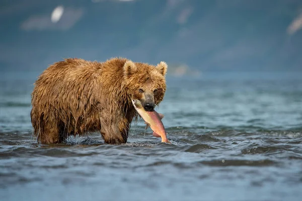 Кам Янистий Ведмідь Ursus Arctos Beringianus Ловить Лосося Біля Озера — стокове фото