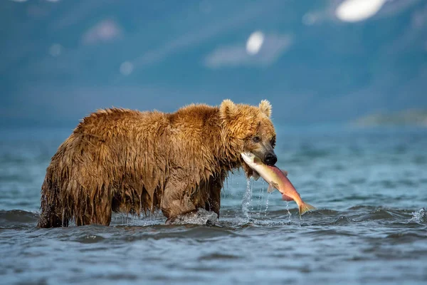 堪察加半岛棕熊在堪察加半岛的Kuril湖中捕捉到鲑鱼 — 图库照片