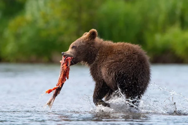 Młody Kamczatka Niedźwiedź Brunatny Ursus Arctos Beringianus Łapie Łososie Nad — Zdjęcie stockowe