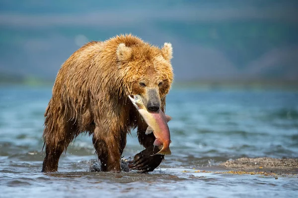 Giovane Orso Bruno Kamchatka Ursus Arctos Beringianus Cattura Salmoni Lago — Foto Stock