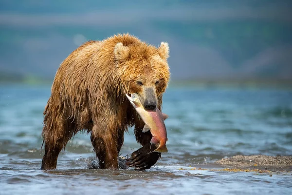 Joven Oso Pardo Kamchatka Ursus Arctos Beringianus Captura Salmones Lago —  Fotos de Stock