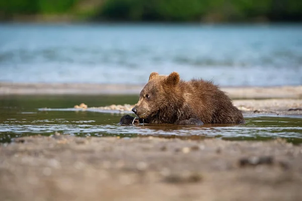 若いカムチャツカの熊 Ursus Arctos Beringianusは カムチャツカのクリル湖でサーモンを捕獲し 水で走り 行動写真 — ストック写真
