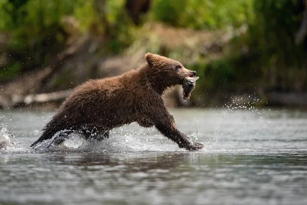 这只年轻的堪察加半岛棕熊在堪察加半岛的Kuril湖中捕捉到了鲑鱼 它在水里跑来跑去 嬉戏着 — 图库照片