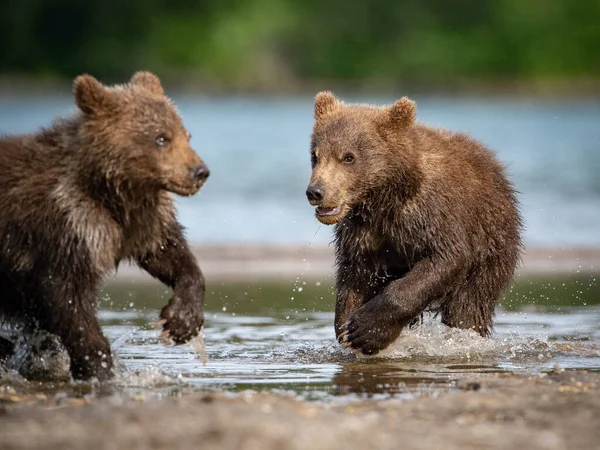 若いカムチャツカの熊 Ursus Arctos Beringianusは カムチャツカのクリル湖でサーモンを捕獲し 水で走り 行動写真 — ストック写真