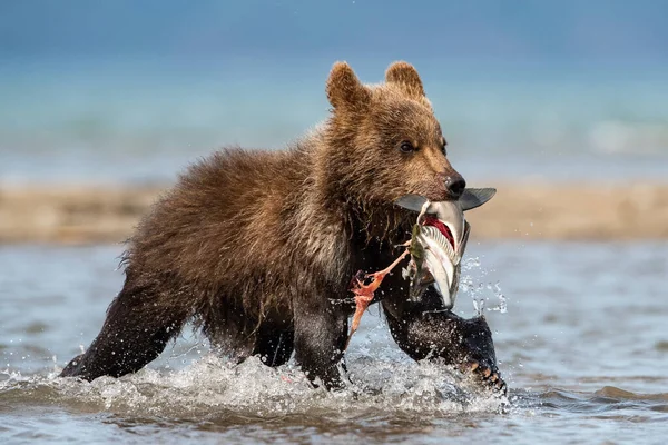 Genç Kamçatka kahverengi ayısı Ursus arctos beringianus Kamçatka 'daki Kuril Gölü' nde somon yakalar ve suda koşar, oynar, aksiyon filmi
