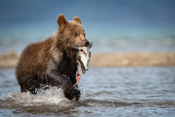 Mladý Medvěd Hnědý Kamčatka Ursus Arctos Beringianus Chytá Lososy Jezera — Stock fotografie