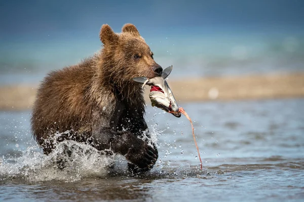 这只年轻的堪察加半岛棕熊在堪察加半岛的Kuril湖中捕捉到了鲑鱼 它在水里跑来跑去 嬉戏着 — 图库照片
