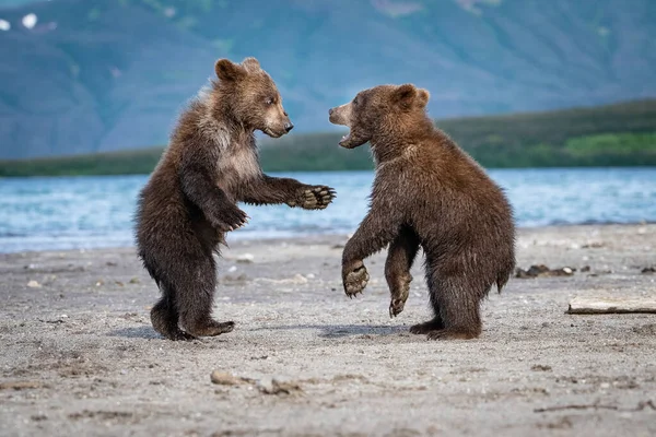 Jovem Urso Marrom Kamchatka Ursus Arctos Beringianus Pega Salmões Lago — Fotografia de Stock