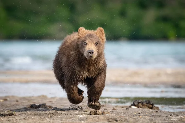 Mladý Medvěd Hnědý Kamčatka Ursus Arctos Beringianus Chytá Lososy Jezera — Stock fotografie