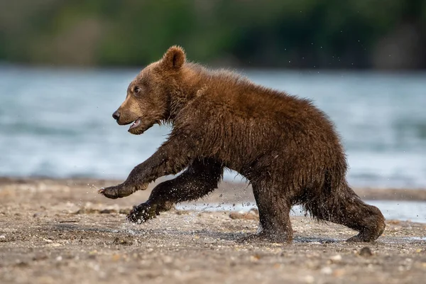 Νεαρή Καφέ Αρκούδα Καμτσάτκα Ursus Arctos Beringianus Αλιεύει Σολομούς Στη — Φωτογραφία Αρχείου