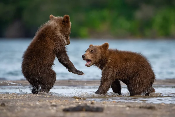 若いカムチャツカの熊 Ursus Arctos Beringianusは カムチャツカのクリル湖でサーモンを捕獲し 水で走り 行動写真 — ストック写真