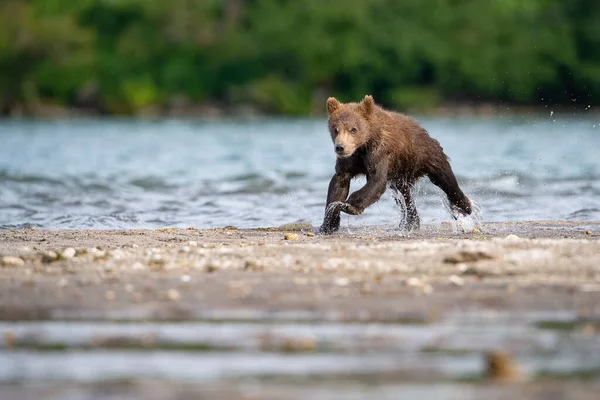 Mladý Medvěd Hnědý Kamčatka Ursus Arctos Beringianus Chytá Lososy Jezera — Stock fotografie
