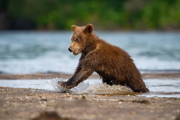 Joven Oso Pardo Kamchatka Ursus Arctos Beringianus Captura Salmones Lago — Foto de Stock