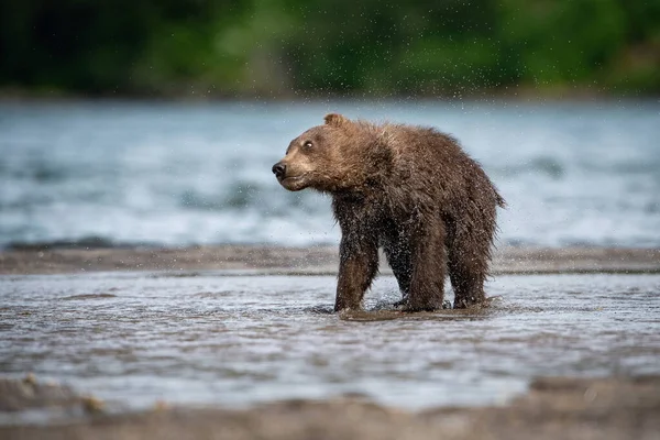 Młody Kamczatka Niedźwiedź Brunatny Ursus Arctos Beringianus Łapie Łososie Nad — Zdjęcie stockowe