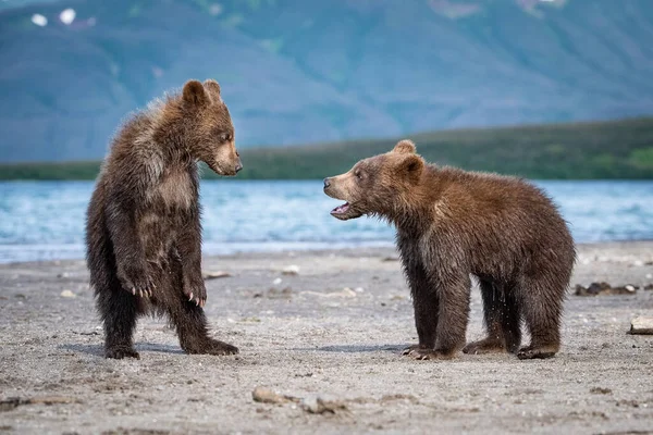 Jovem Urso Marrom Kamchatka Ursus Arctos Beringianus Pega Salmões Lago — Fotografia de Stock