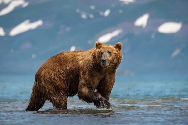 Kamčatka Medvěd Hnědý Ursus Arctos Beringianus Chytá Lososy Jezera Kuril — Stock fotografie