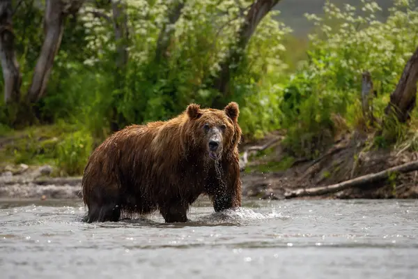 Kamtjatka Brunbjörn Ursus Arctos Beringianus Fångar Laxar Vid Kuril Lake — Stockfoto