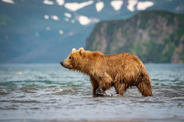 Коричневий Ведмідь Ursus Arctos Beringianus Ловить Лосося Озері Курил Камчатці — стокове фото