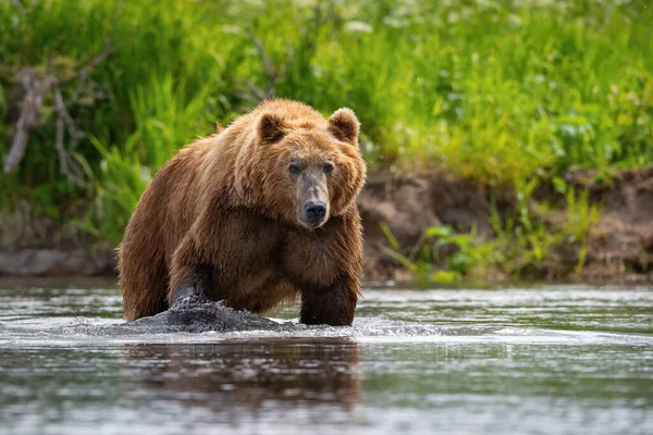 Oso Pardo Kamchatka Ursus Arctos Beringianus Captura Salmones Lago Kuril —  Fotos de Stock