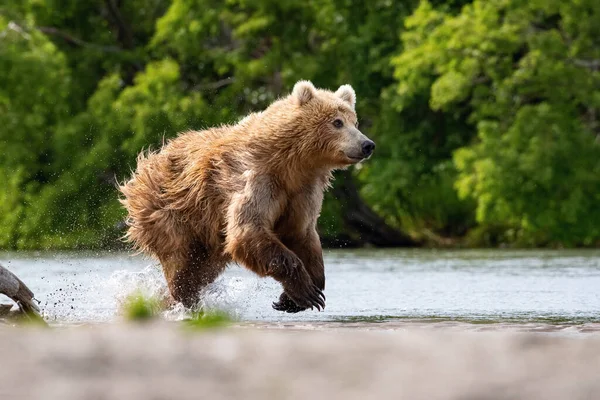 Kamchatka Bruine Beer Ursus Arctos Beringianus Vangt Zalmen Bij Kuril — Stockfoto