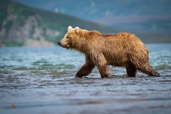 Kamtjatka Brunbjörn Ursus Arctos Beringianus Fångar Laxar Vid Kuril Lake — Stockfoto