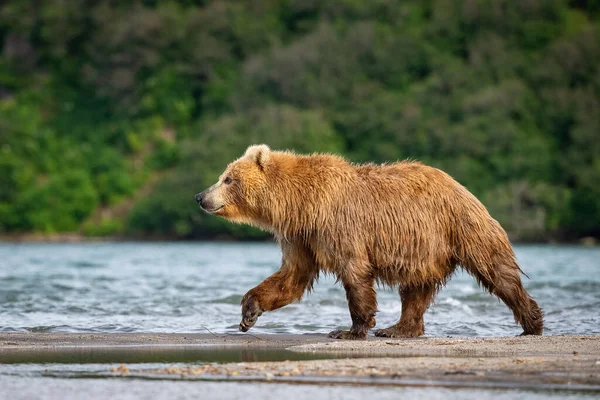 Kamtjatka Brunbjörn Ursus Arctos Beringianus Fångar Laxar Vid Kuril Lake — Stockfoto