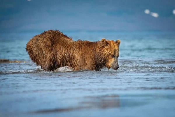 Oso Pardo Kamchatka Ursus Arctos Beringianus Captura Salmones Lago Kuril —  Fotos de Stock