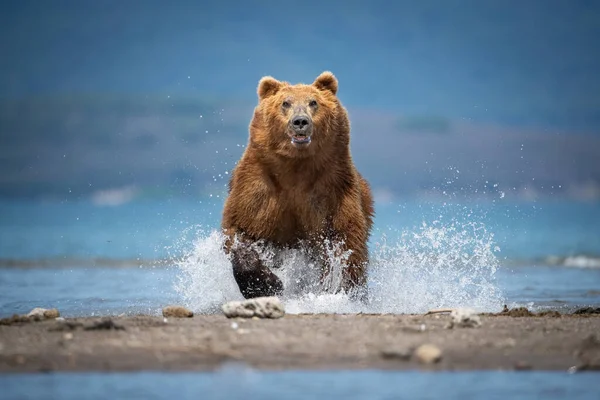 Oso Pardo Kamchatka Ursus Arctos Beringianus Captura Salmones Lago Kuril —  Fotos de Stock