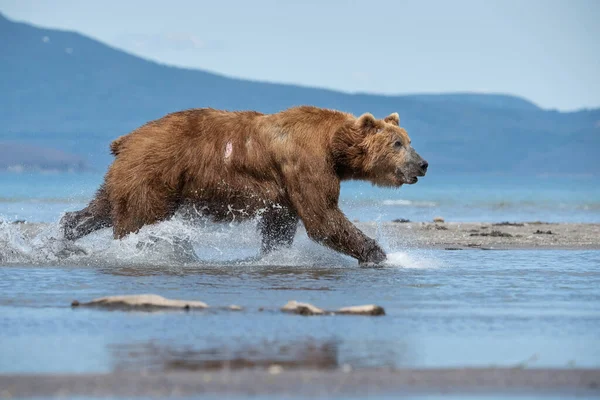 Oso Pardo Kamchatka Ursus Arctos Beringianus Captura Salmones Lago Kuril — Foto de Stock