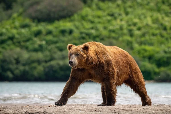 Камчатский Бурый Медведь Ursus Arctos Beringianus Ловит Лосося Озере Курил — стоковое фото