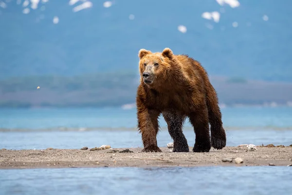 Kamčatka Medvěd Hnědý Ursus Arctos Beringianus Chytá Lososy Jezera Kuril — Stock fotografie