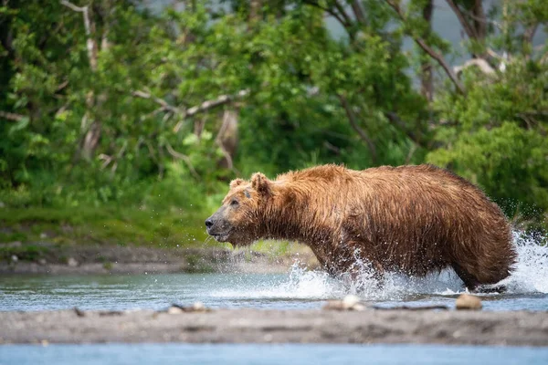 Ours Brun Kamchatka Ursus Arctos Beringianus Attrape Des Saumons Lac — Photo