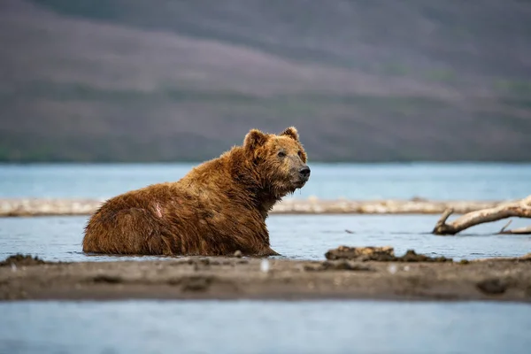 Urso Marrom Kamchatka Ursus Arctos Beringianus Captura Salmões Lago Kuril — Fotografia de Stock