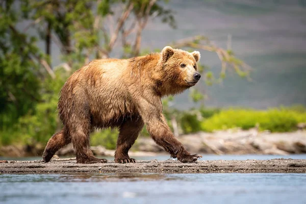 Oso Pardo Kamchatka Ursus Arctos Beringianus Captura Salmones Lago Kuril — Foto de Stock