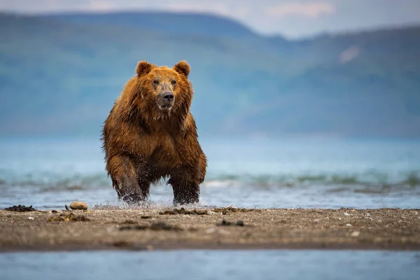 Kamczatka Niedźwiedź Brunatny Ursus Arctos Beringianus Połów Łososia Nad Jeziorem — Zdjęcie stockowe