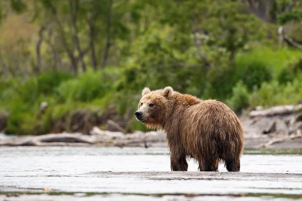 Oso Pardo Kamchatka Ursus Arctos Beringianus Captura Salmones Lago Kuril —  Fotos de Stock