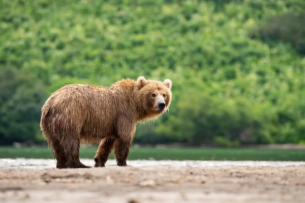 Der Kamchatka Braune Bär Ursus Arctos Beringianus Fängt Lachse Kuril — Stockfoto