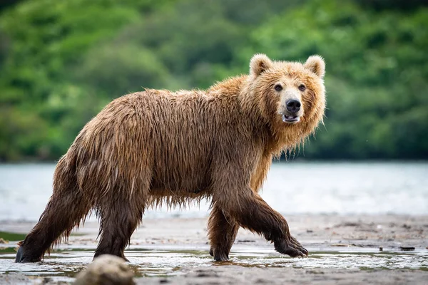 Oso Pardo Kamchatka Ursus Arctos Beringianus Captura Salmones Lago Kuril —  Fotos de Stock