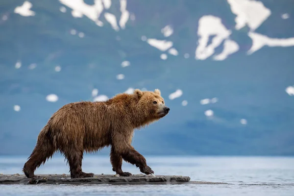 Oso Pardo Kamchatka Ursus Arctos Beringianus Captura Salmones Lago Kuril —  Fotos de Stock