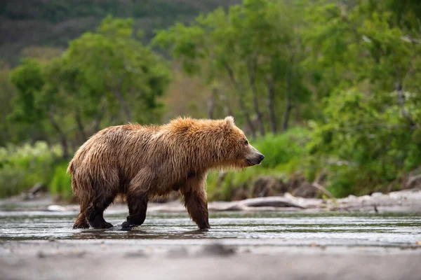 Oso Pardo Kamchatka Ursus Arctos Beringianus Captura Salmones Lago Kuril —  Fotos de Stock