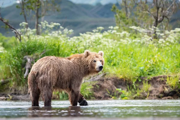 Kamčatka Medvěd Hnědý Ursus Arctos Beringianus Chytá Lososy Jezera Kuril — Stock fotografie