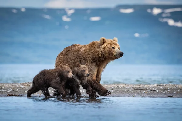 Kamçatka kahverengi ayısı Ursus arctos beringianus Kamçatka 'daki Kuril Gölü' nde somon yakalar.