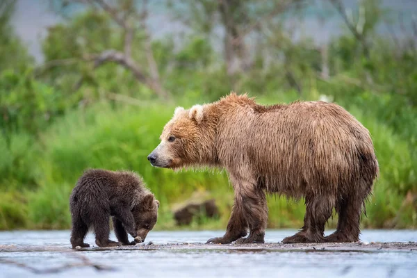 Καφέ Αρκούδα Καμτσάτκα Ursus Arctos Beringianus Αλιεύει Σολομούς Στη Λίμνη — Φωτογραφία Αρχείου