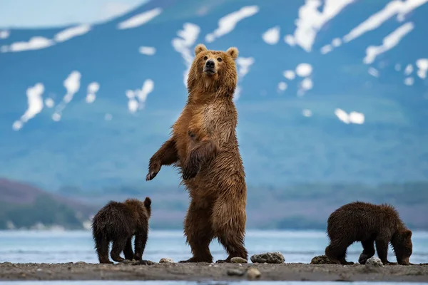 Oso Pardo Kamchatka Ursus Arctos Beringianus Captura Salmones Lago Kuril — Foto de Stock