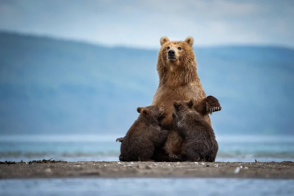 Kamczatka Niedźwiedź Brunatny Ursus Arctos Beringianus Połów Łososia Nad Jeziorem — Zdjęcie stockowe