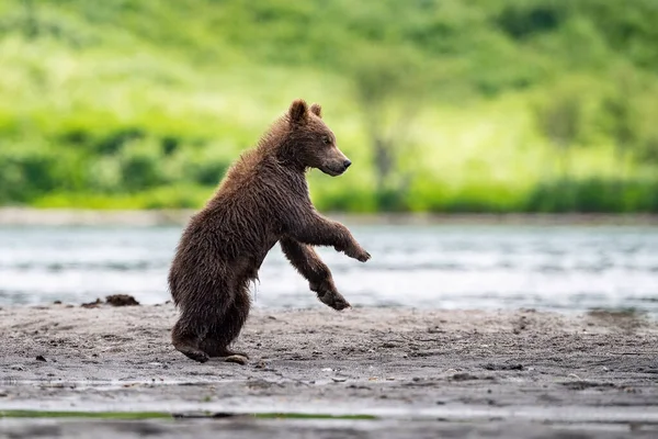 Joven Oso Pardo Kamchatka Ursus Arctos Beringianus Captura Salmones Lago — Foto de Stock