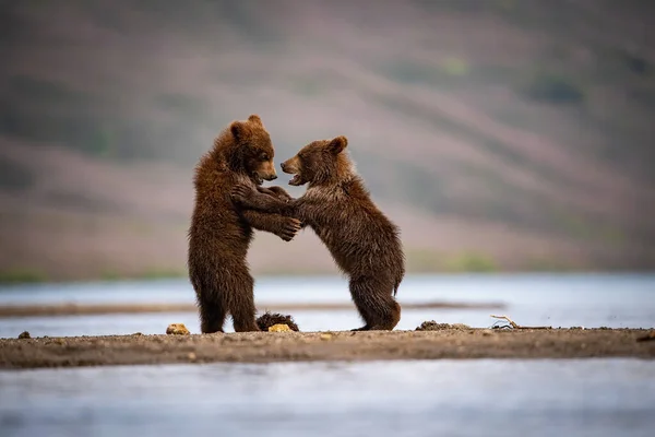 Jovem Urso Marrom Kamchatka Ursus Arctos Beringianus Pega Salmões Lago — Fotografia de Stock