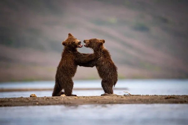 Молодой Камчатский Бурый Медведь Ursus Arctos Beringianus Ловит Лосося Озере — стоковое фото