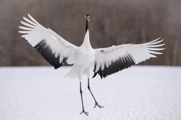 Κόκκινος Γερανός Grus Japonensis Γερανός Χορεύει Όμορφο Περιβάλλον Χειμώνα Άρθρο Φωτογραφία Αρχείου