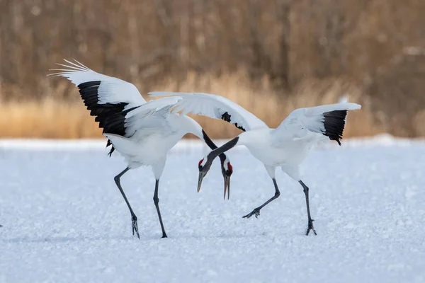 Κόκκινος Γερανός Grus Japonensis Γερανός Χορεύει Όμορφο Περιβάλλον Χειμώνα Άρθρο Royalty Free Εικόνες Αρχείου